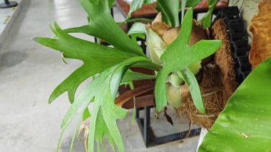 Çimenlik bitkisinin ev bitkisi. Elkhorn eğreltiotunun uzun yaprakları.