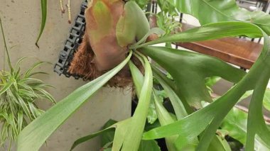 Çimenlik bitkisinin ev bitkisi. Elkhorn eğreltiotunun uzun yaprakları.