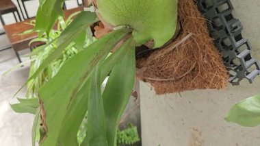 Çimenlik bitkisinin ev bitkisi. Elkhorn eğreltiotunun uzun yaprakları.