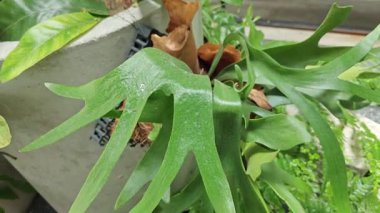 Çimenlik bitkisinin ev bitkisi. Elkhorn eğreltiotunun uzun yaprakları.