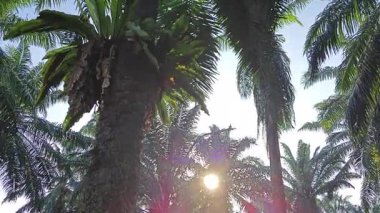 Güneş ışığı uzak bir fidanlıktaki sarkık yapraklı palmiye ağaçlarının etrafında parıldıyor..  