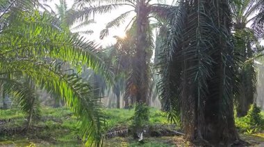 Güneş ışığı uzak bir fidanlıktaki sarkık yapraklı palmiye ağaçlarının etrafında parıldıyor..  