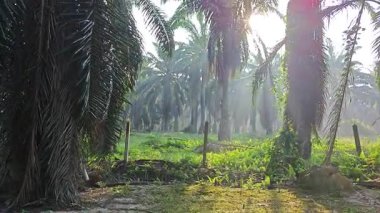 Güneş ışığı uzak bir fidanlıktaki sarkık yapraklı palmiye ağaçlarının etrafında parıldıyor..  