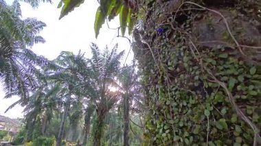 Güneş ışığı uzak bir fidanlıktaki sarkık yapraklı palmiye ağaçlarının etrafında parıldıyor..  