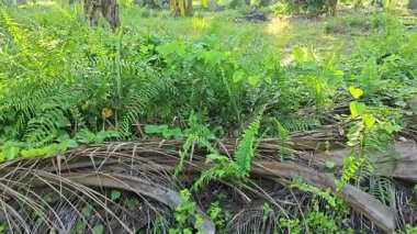 Güneş ışığı uzak bir fidanlıktaki sarkık yapraklı palmiye ağaçlarının etrafında parıldıyor..  