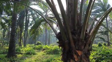 Güneş ışığı uzak bir fidanlıktaki sarkık yapraklı palmiye ağaçlarının etrafında parıldıyor..  
