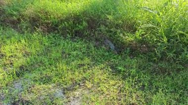 Güneş ışığı uzak bir fidanlıktaki sarkık yapraklı palmiye ağaçlarının etrafında parıldıyor..  