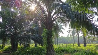 Güneş ışığı uzak bir fidanlıktaki sarkık yapraklı palmiye ağaçlarının etrafında parıldıyor..  