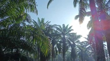 Güneş ışığı uzak bir fidanlıktaki sarkık yapraklı palmiye ağaçlarının etrafında parıldıyor..  
