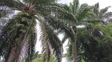 Dışardaki ve içerideki izole edilmiş, harap olmuş ve bakımsız bir ahşap kulübe.. 