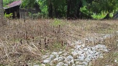 Palmiye ağacı kabuğunun deseni kalan kurumuş gövdenin deseni. 