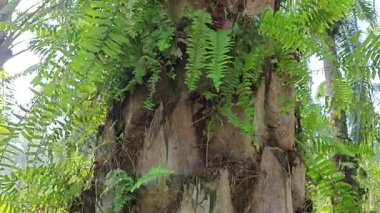 Palmiye ağacı kabuğunun deseni kalan kurumuş gövdenin deseni. 