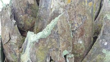 Palmiye ağacı kabuğunun deseni kalan kurumuş gövdenin deseni. 