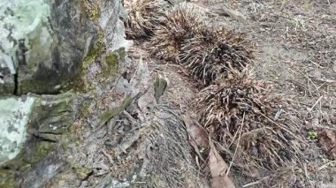 Palmiye ağacı kabuğunun deseni kalan kurumuş gövdenin deseni. 