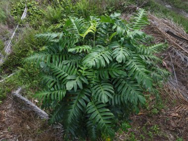 Çalı ve yapraklı vahşi canavarın gökyüzü manzarası. Palmiye yağı gövdesinin etrafında sürünen deliciosa tarla arazisi.. 