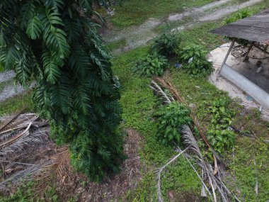 Çalı ve yapraklı vahşi canavarın gökyüzü manzarası. Palmiye yağı gövdesinin etrafında sürünen deliciosa tarla arazisi.. 