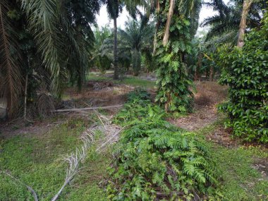 Çalı ve yapraklı vahşi canavarın gökyüzü manzarası. Palmiye yağı gövdesinin etrafında sürünen deliciosa tarla arazisi.. 