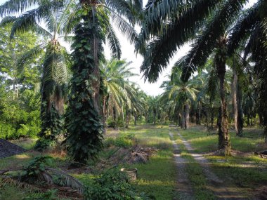 Çalı ve yapraklı vahşi canavarın gökyüzü manzarası. Palmiye yağı gövdesinin etrafında sürünen deliciosa tarla arazisi.. 