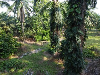 Çalı ve yapraklı vahşi canavarın gökyüzü manzarası. Palmiye yağı gövdesinin etrafında sürünen deliciosa tarla arazisi.. 