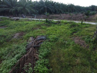 Çiftlikteki yabani bitki örtüsünün ve palmiye ağacının hava manzarası..  