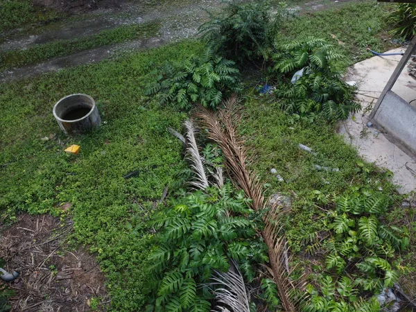 Çalı ve yapraklı vahşi canavarın gökyüzü manzarası. Palmiye yağı gövdesinin etrafında sürünen deliciosa tarla arazisi.. 