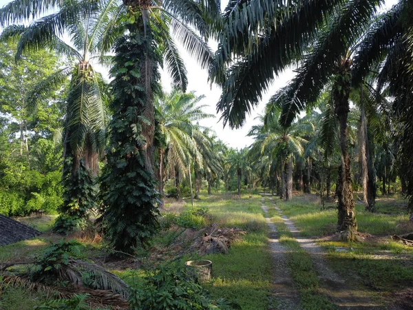 Çalı ve yapraklı vahşi canavarın gökyüzü manzarası. Palmiye yağı gövdesinin etrafında sürünen deliciosa tarla arazisi.. 