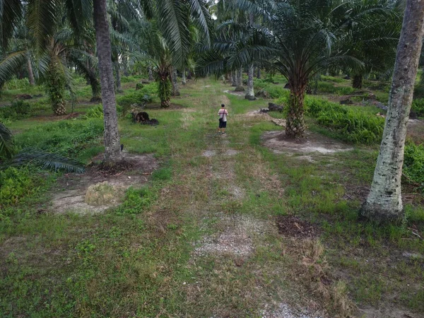 Çiftlikteki kırsal yolda yürüyen bir adamın hava görüntüsü..      