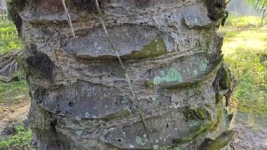 Palmiye ağacı kabuğunun deseni kalan kurumuş gövdenin deseni. 