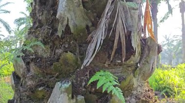 Palmiye ağacı kabuğunun deseni kalan kurumuş gövdenin deseni. 