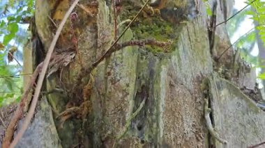 Palmiye ağacı kabuğunun deseni kalan kurumuş gövdenin deseni. 