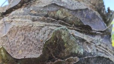 Palmiye ağacı kabuğunun deseni kalan kurumuş gövdenin deseni. 