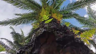 Damlalar damlacıklar damlıyor ya da damlıyor..