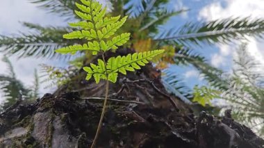 Damlalar damlacıklar damlıyor ya da damlıyor..