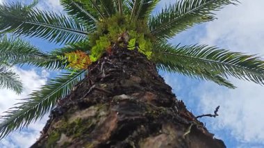 Damlalar damlacıklar damlıyor ya da damlıyor..