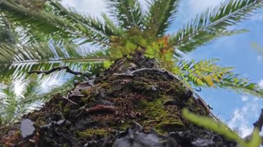 Damlalar damlacıklar damlıyor ya da damlıyor..