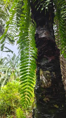 Uzun solgun nephrolepis biserrata eğreltiotunun palmiye yağı ağacına bakıyorum..
