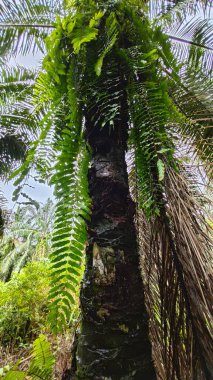 Uzun solgun nephrolepis biserrata eğreltiotunun palmiye yağı ağacına bakıyorum..