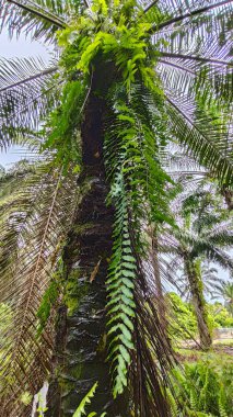 Uzun solgun nephrolepis biserrata eğreltiotunun palmiye yağı ağacına bakıyorum..