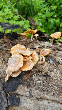 Çürüyen palmiye yağı gövdesinden çıkan vahşi beyaz istiridye mantarları.. 