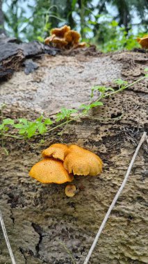 Çürüyen palmiye yağı gövdesinden çıkan vahşi beyaz istiridye mantarları.. 