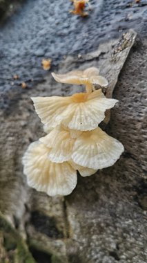 Çürüyen palmiye yağı gövdesinden çıkan vahşi beyaz istiridye mantarları.. 