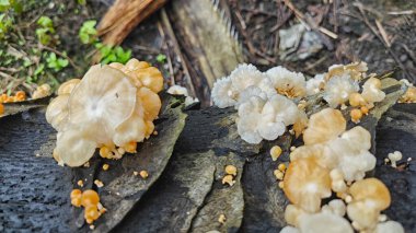 Çürüyen palmiye yağı gövdesinden çıkan vahşi beyaz istiridye mantarları.. 
