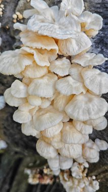 Çürüyen palmiye yağı gövdesinden çıkan vahşi beyaz istiridye mantarları.. 