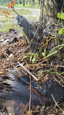 İzole edilmiş tarlada bulunan şırınga iğnesini atın..