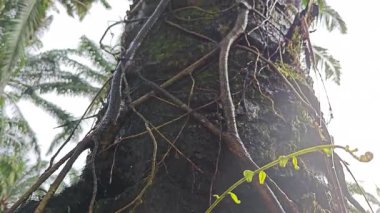 Damlalar damlacıklar damlıyor ya da damlıyor..