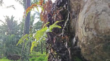 Damlalar damlacıklar damlıyor ya da damlıyor..