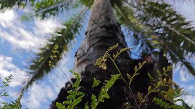 Damlalar damlacıklar damlıyor ya da damlıyor..