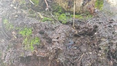 Damlalar damlacıklar damlıyor ya da damlıyor..