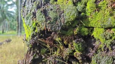 Damlalar damlacıklar damlıyor ya da damlıyor..