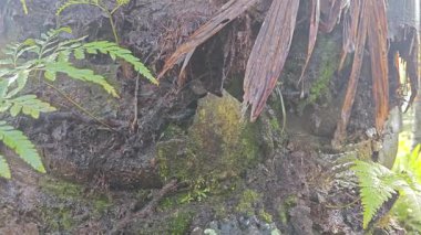 Damlalar damlacıklar damlıyor ya da damlıyor..